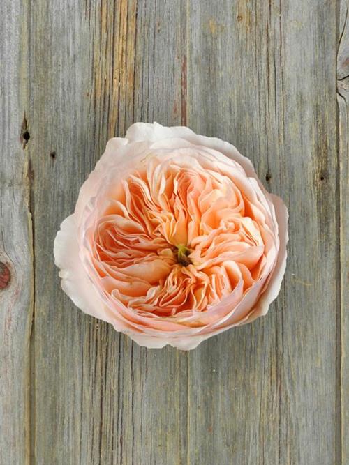 Juliet David Austin Peach Garden Roses